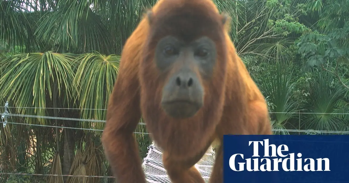 Canopy bridges in the Amazon enabled 15,000 safe animal crossings