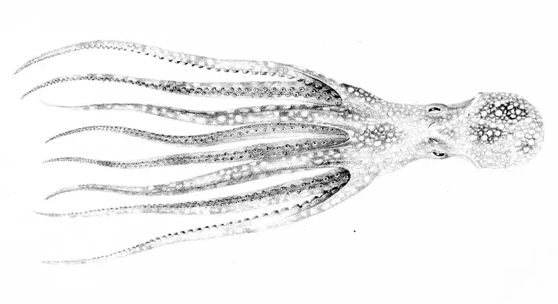 Octopus salutii