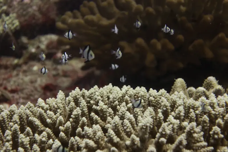 Juvenile damselfish Acropora Pagan 2022