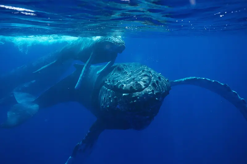 Humpback Whale And Calf (42854767822)