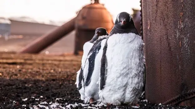 Gentoo penguins are thriving on the active volcano of Deception Island