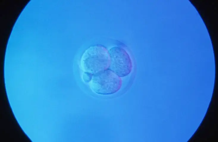 DNA records map mouse embryo development