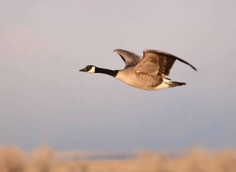Canada geese on Seedskadee National Wildlife Refuge (49789150781)