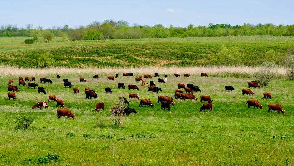 Beef and climate: the industry knew as early as 1989 but chose public relations
