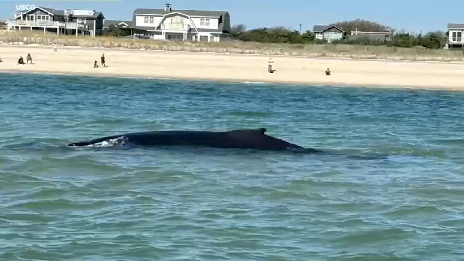Two juvenile whales freed from sandbars in New York