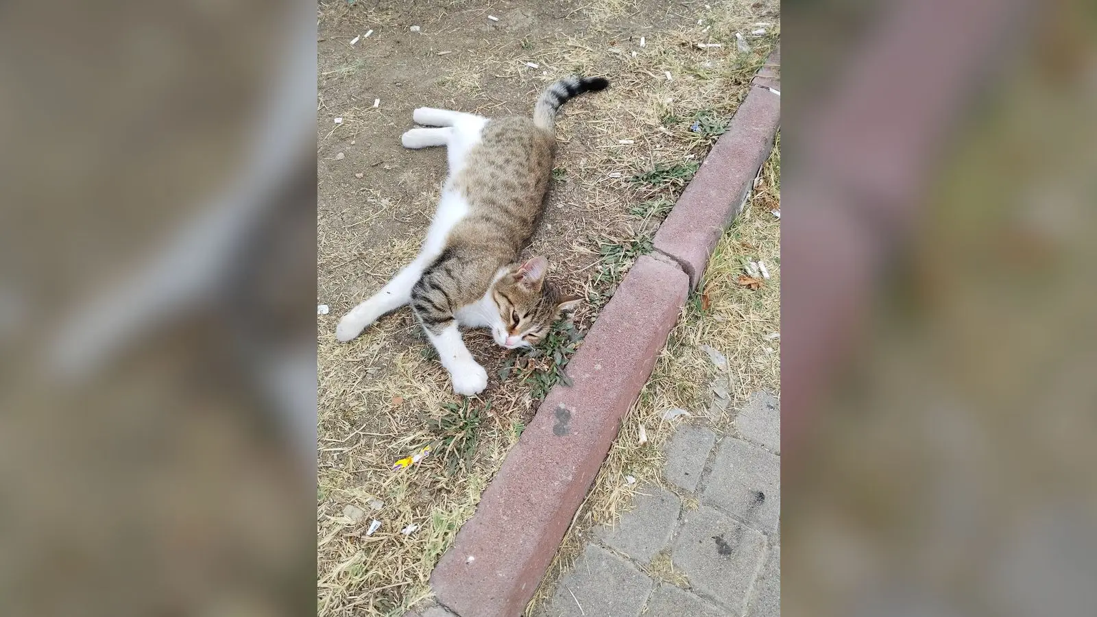 Συλλογική κουζίνα στο Xanadu στην Ξάνθη