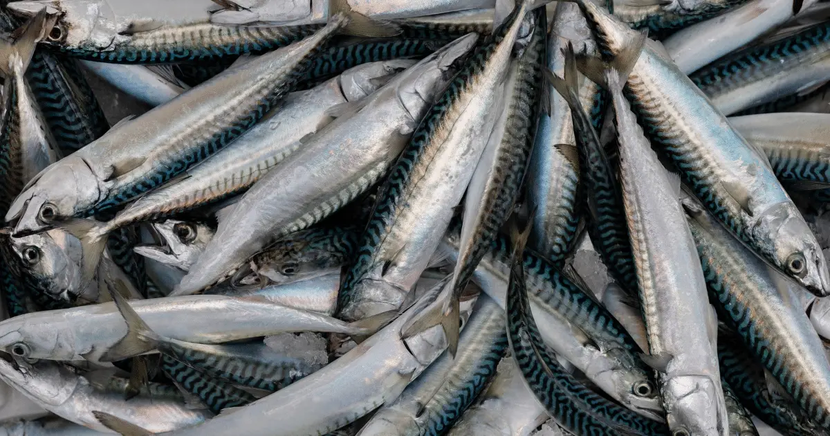 European retailers press for a reduction in mackerel overfishing