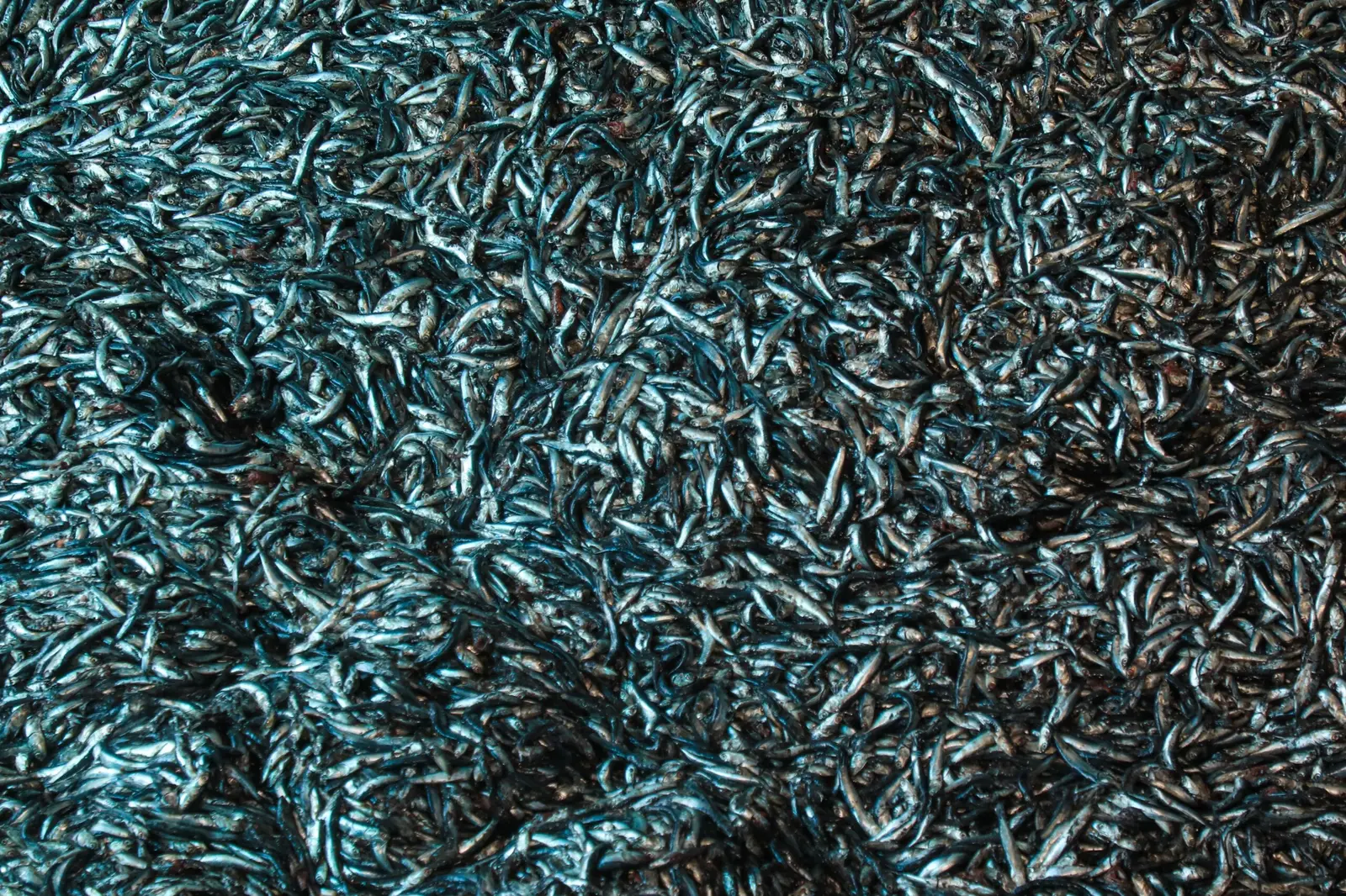 Ethoxyquin: fewer fishmeal fires, health concerns