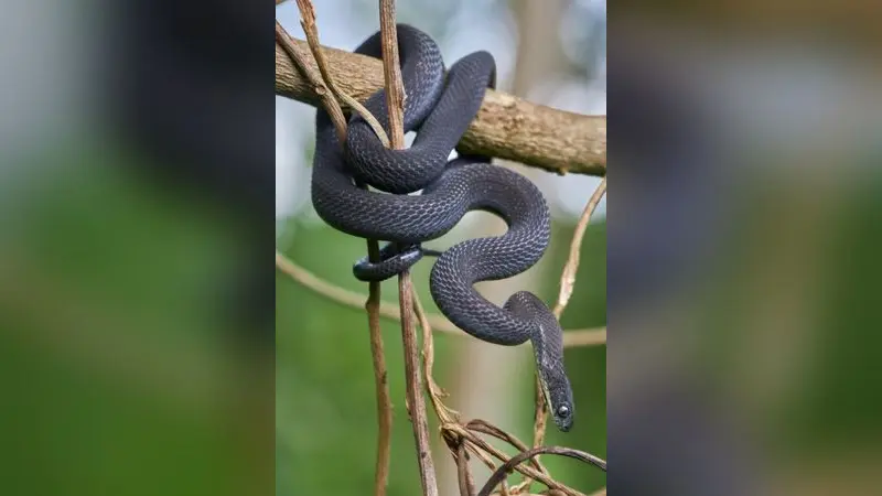 Dasypeltis albigularis male