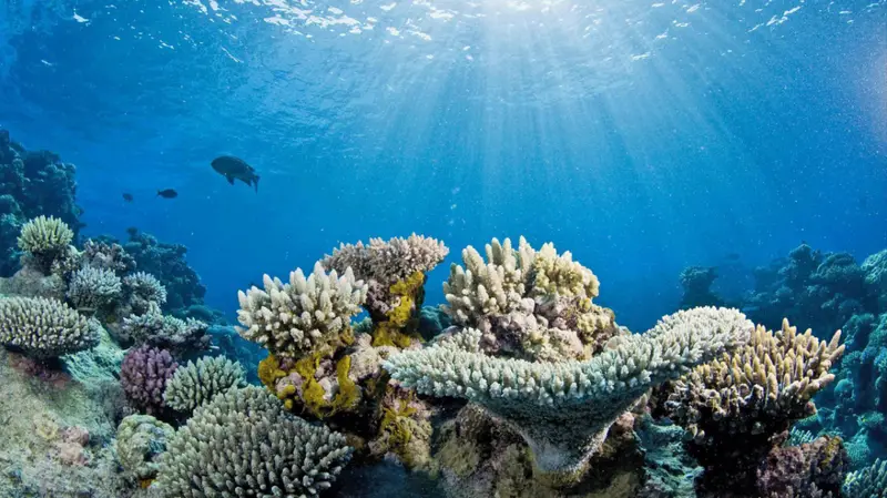 Coral reef with healthy corals and corals with signs of bleaching