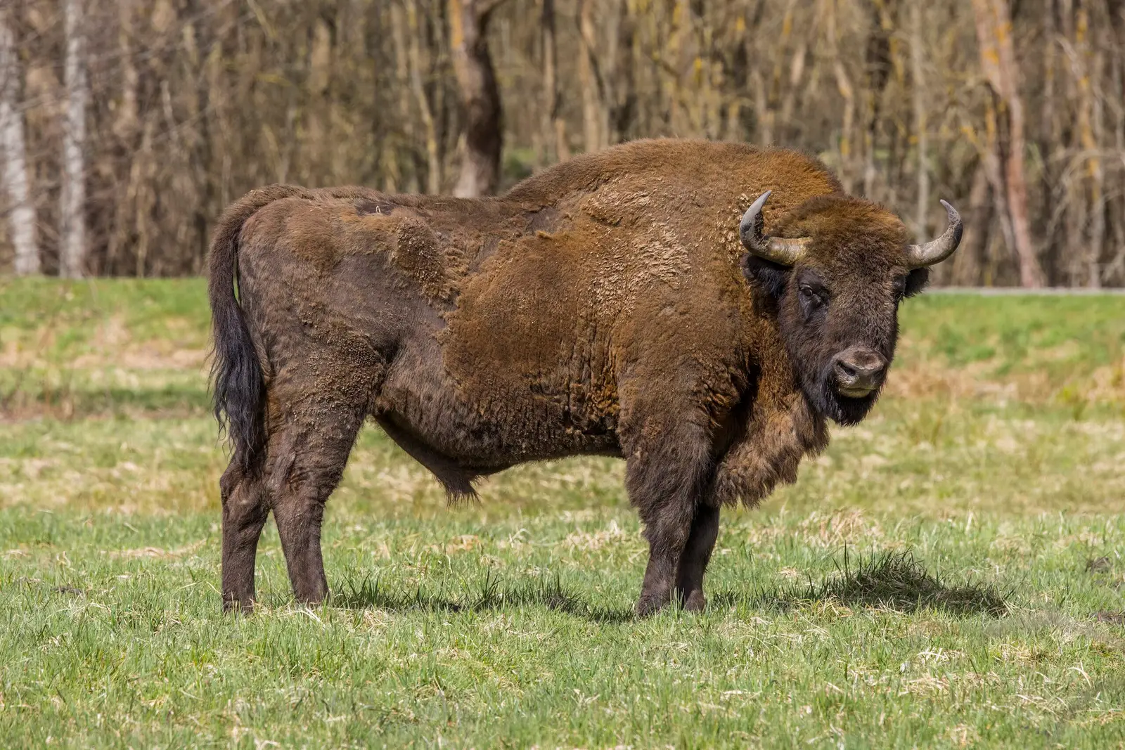 Poland: WarWilding turns Białowieża’s primeval forest into a natural defense