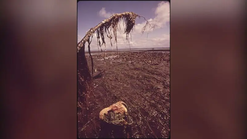 OYSTER BEDS OF WILLAPA BAY, WHERE LARGE NUMBERS OF "GHOST SHRIMP" ARE ENDANGERING THE OYSTER POPULATION BY DISTURBING... - NARA - 545092