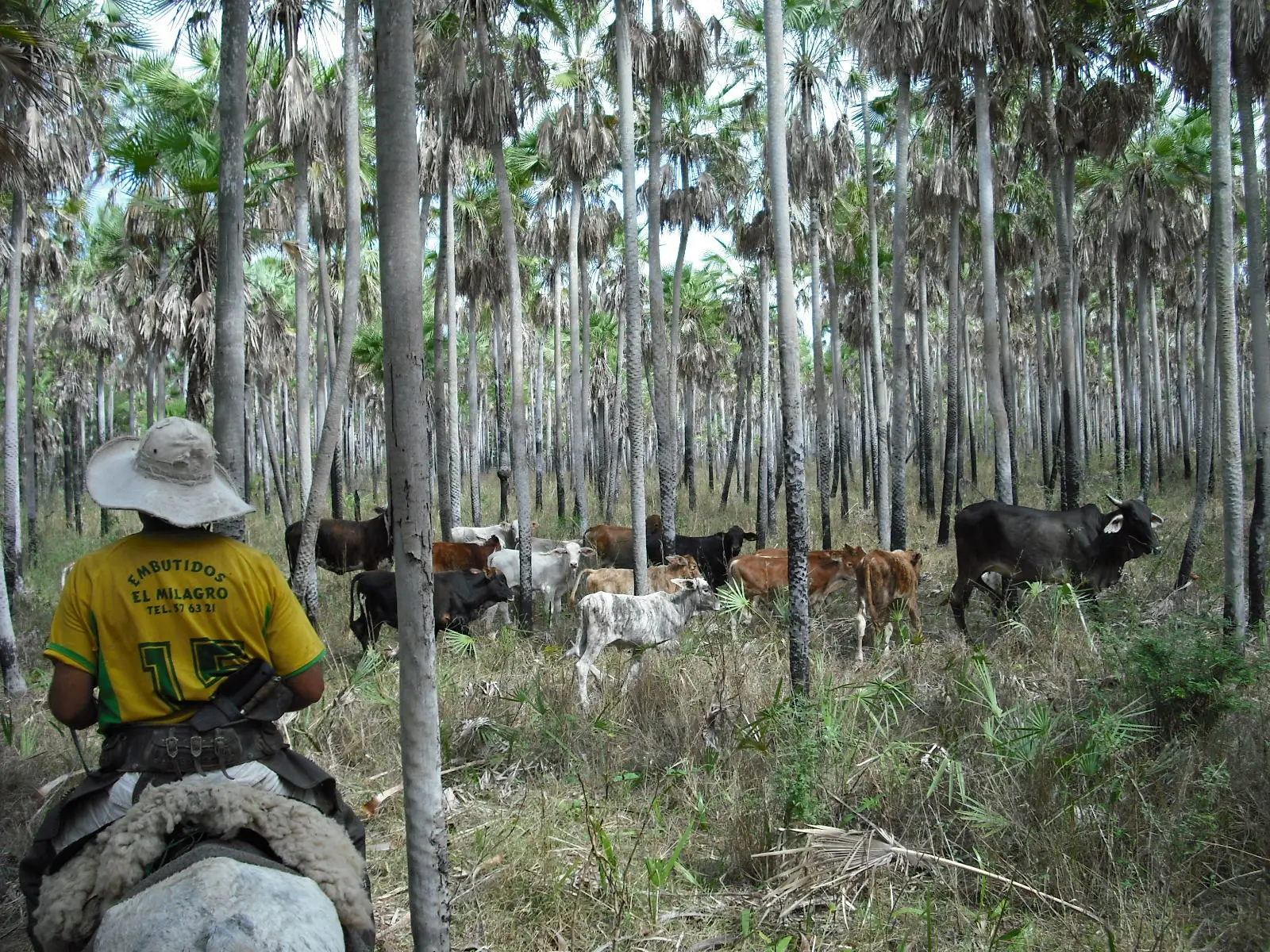 Chaco: Paraguay submitted management information to UNESCO