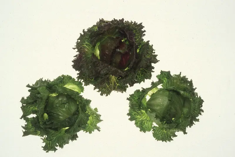 Lettuce iceberg variety from Salinas valley California