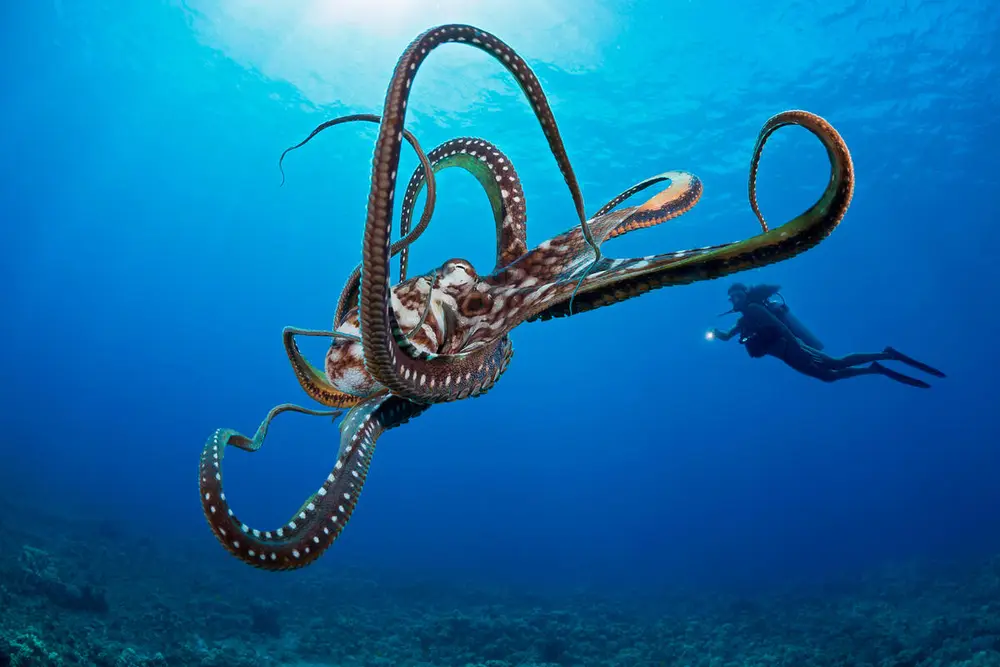 World Octopus Day: new discoveries about the smartest invertebrates