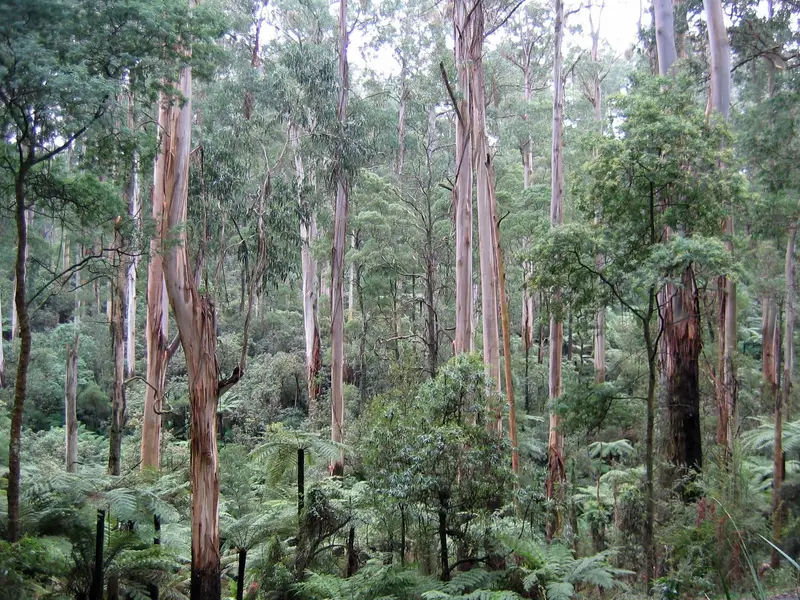 Sherbrooke forest Victoria 220rs