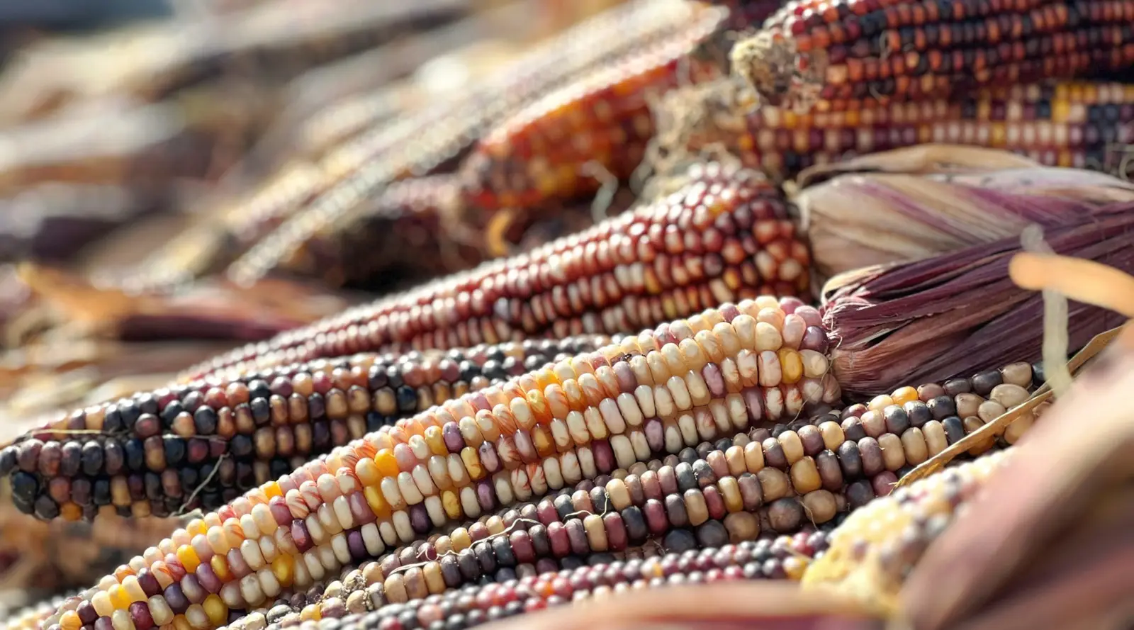 USDA invests $180 million in genetic “seed sovereignty”