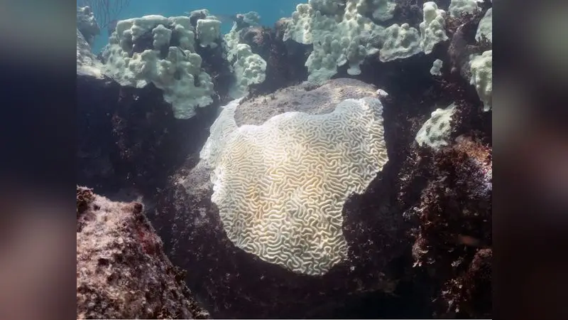 Coral bleaching Florida Keys 2023